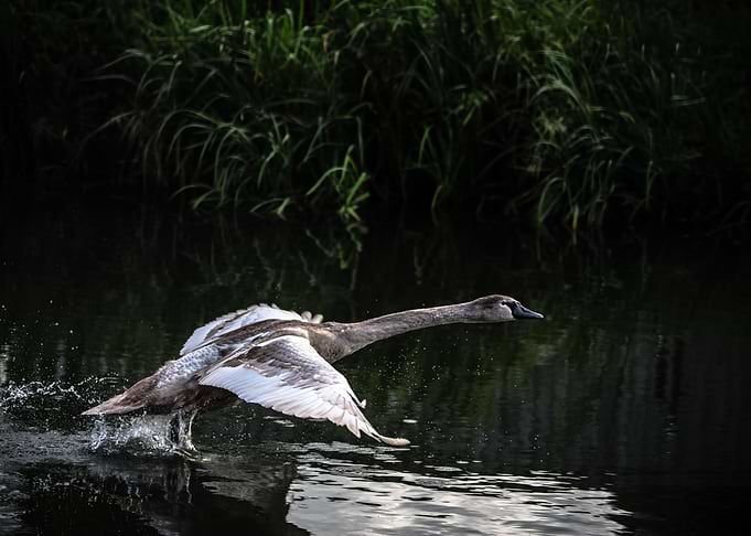 swan 2