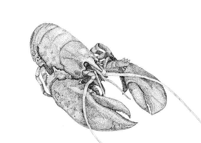 Lobster