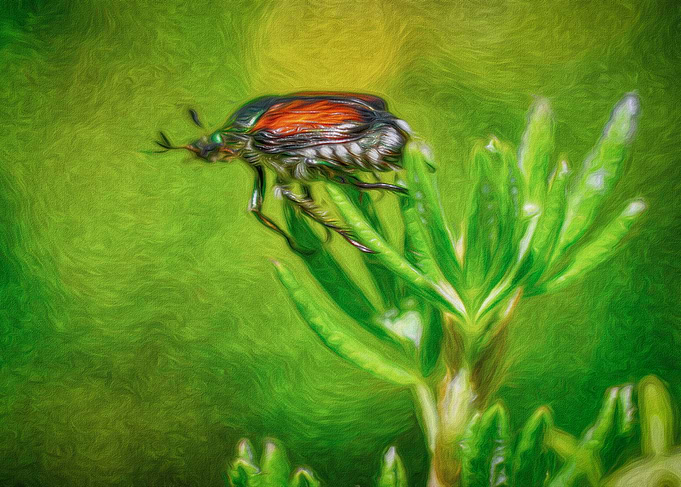 Japanese Beetle