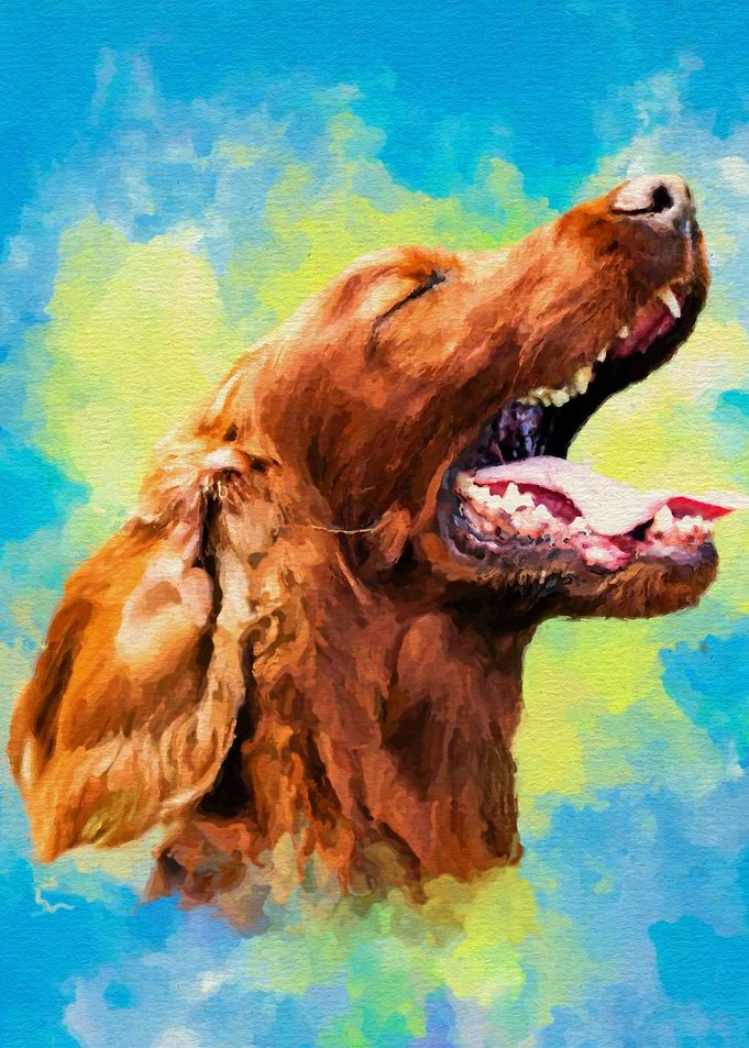 Irish Setter