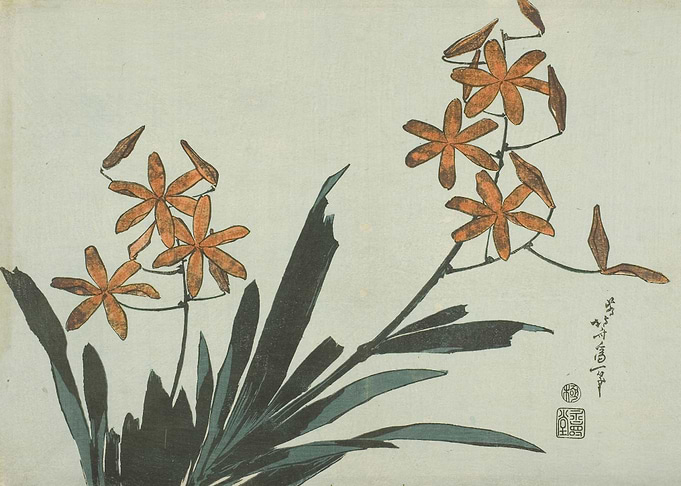 Orange Orchids