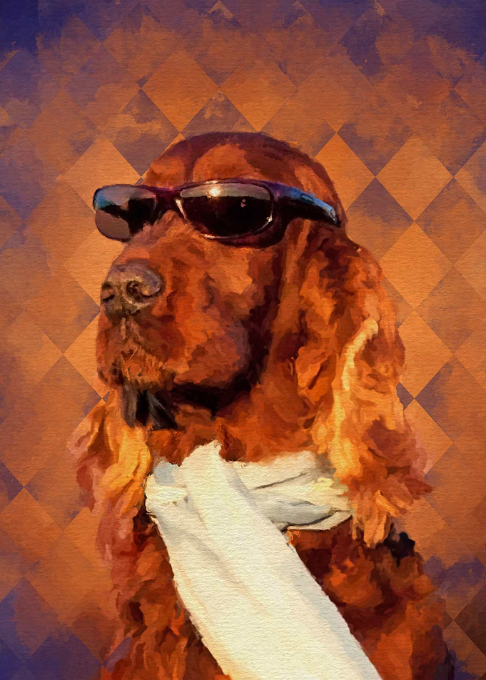 Irish Setter
