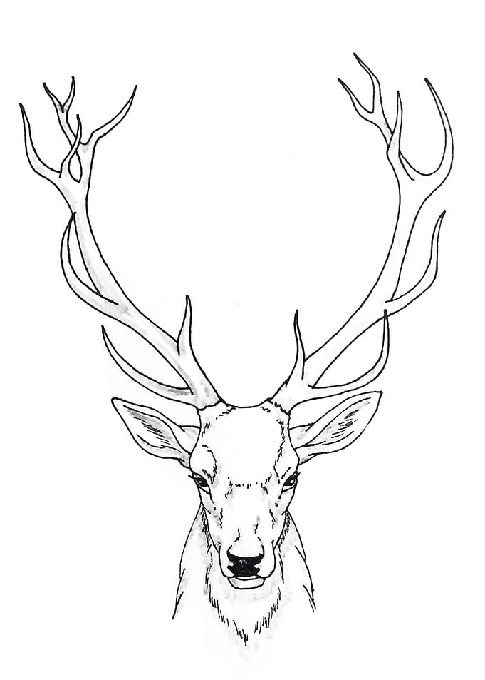 Deer