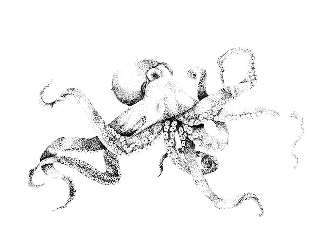 octopus