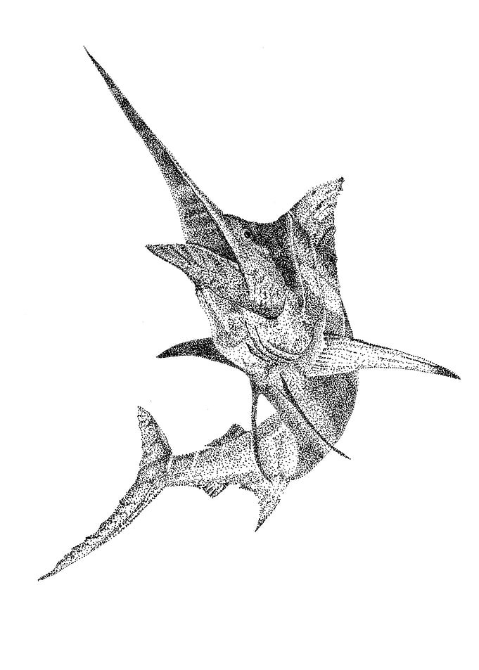Marlin