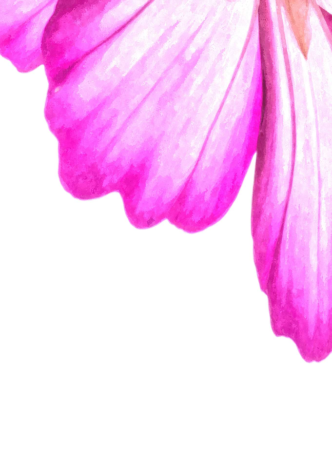 Pink Flower Abstract