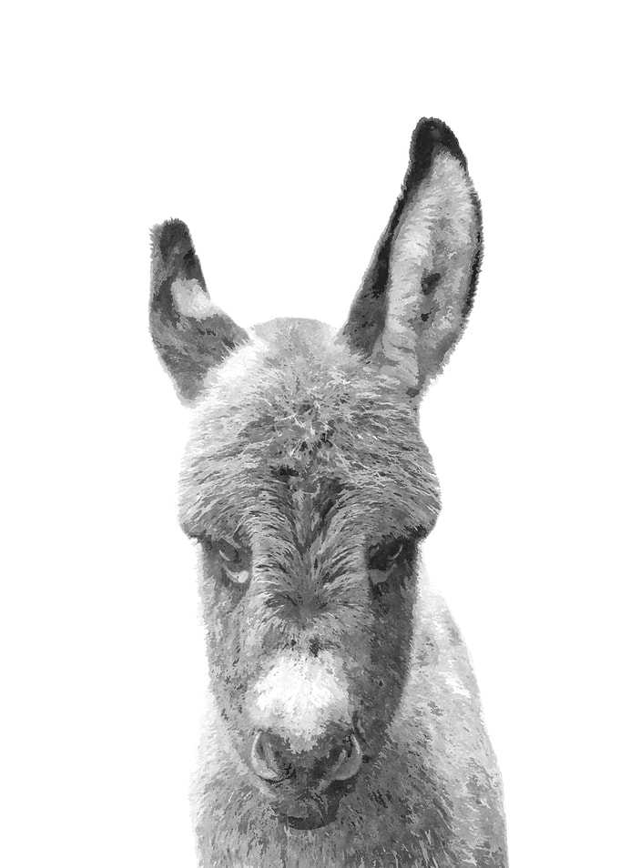 Black White Baby Donkey