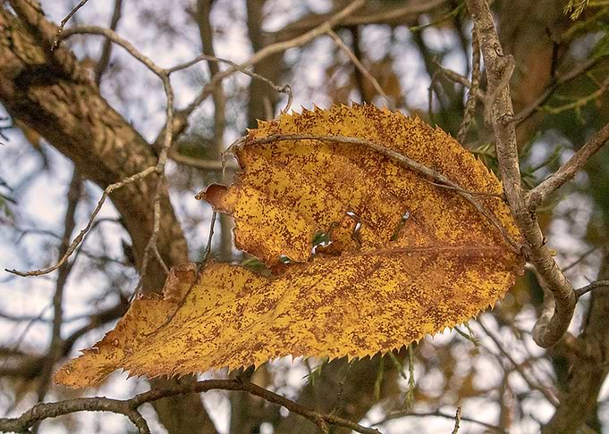The Lone Leaf