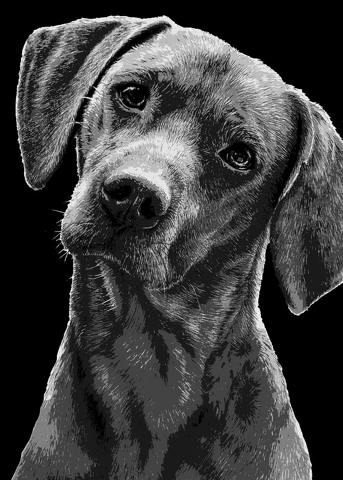 Dog posterized