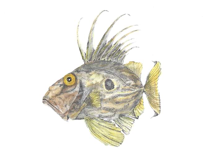 John Dory