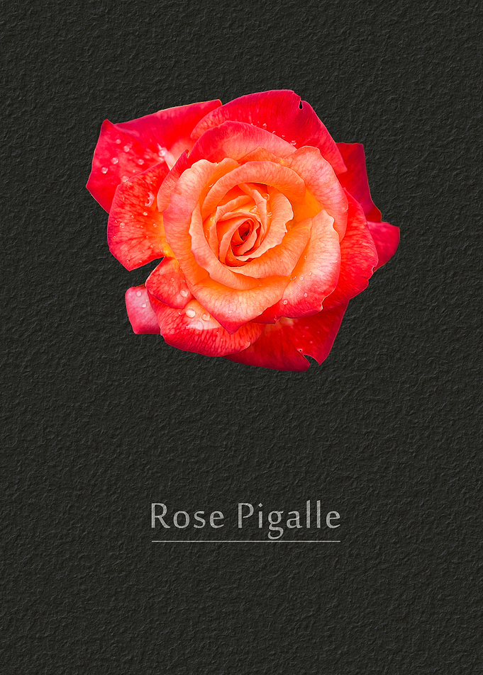 Rose Pigalle