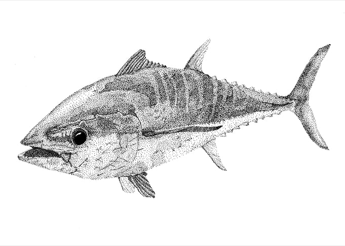 Tuna