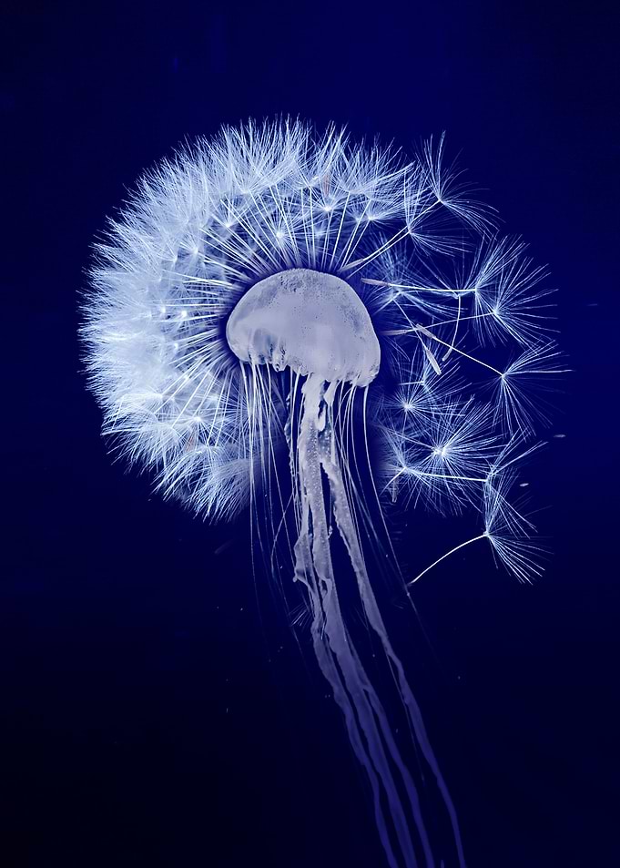 Jellyfish Dandelion