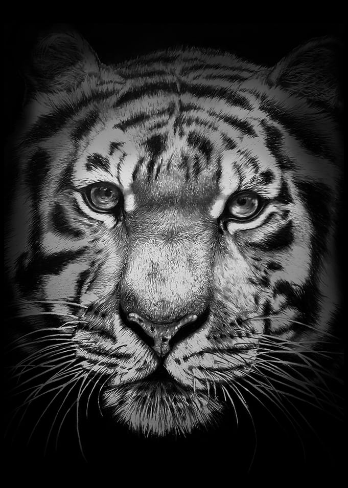 Tiger hand drawn