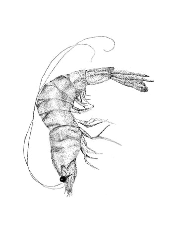 prawn