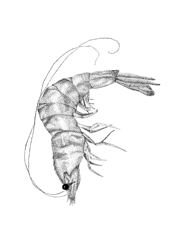 prawn