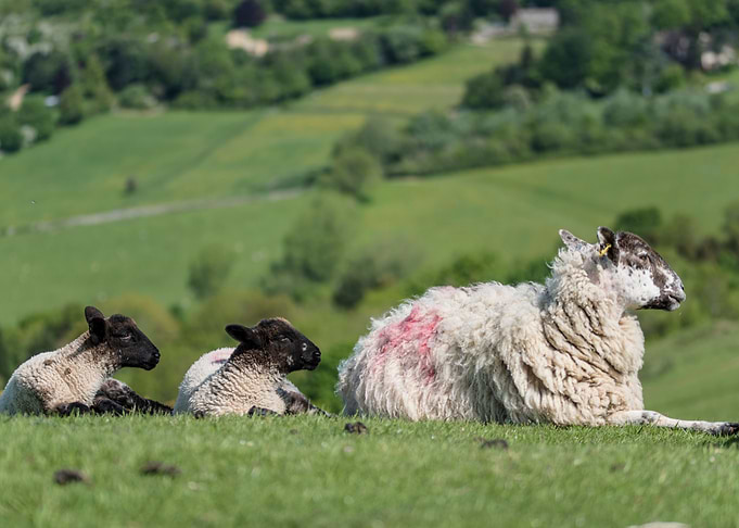 sheep