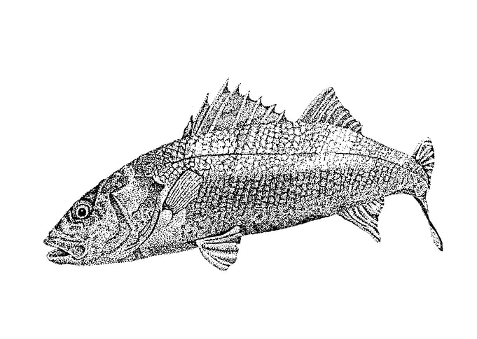 Seabass