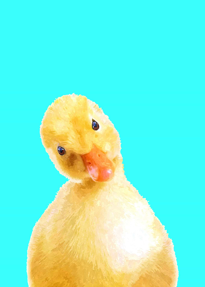 Duckling Turquoise
