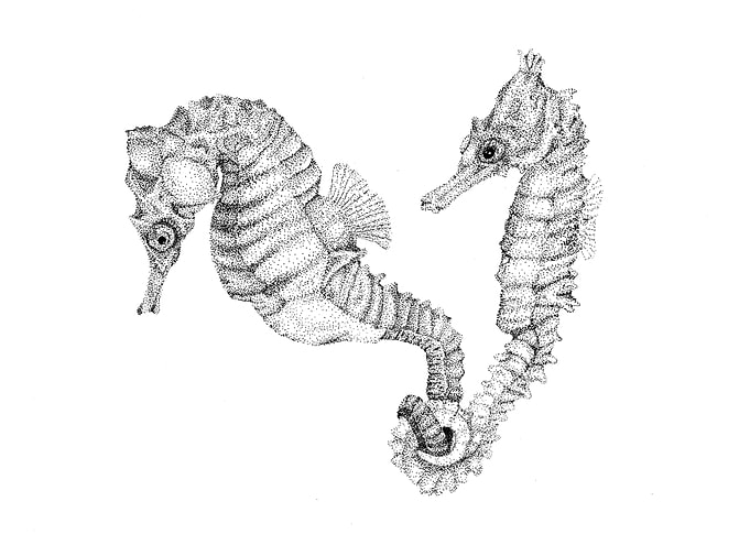 seahorses