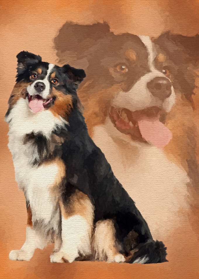 Australian Shepherd