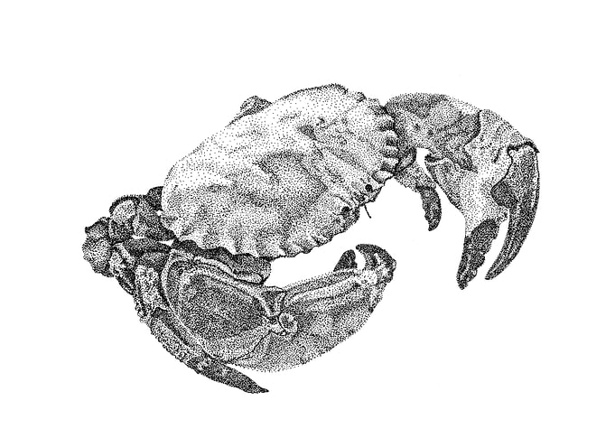 Cornish Crab
