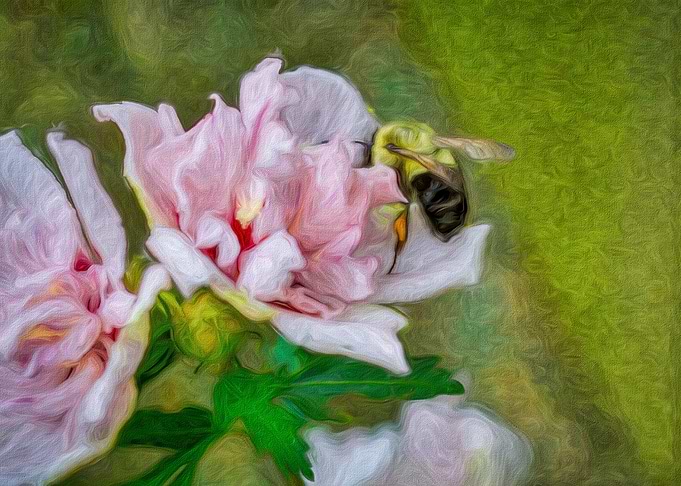 Bumble Bee and Rose