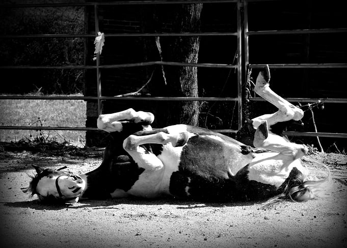 Horsin Around
