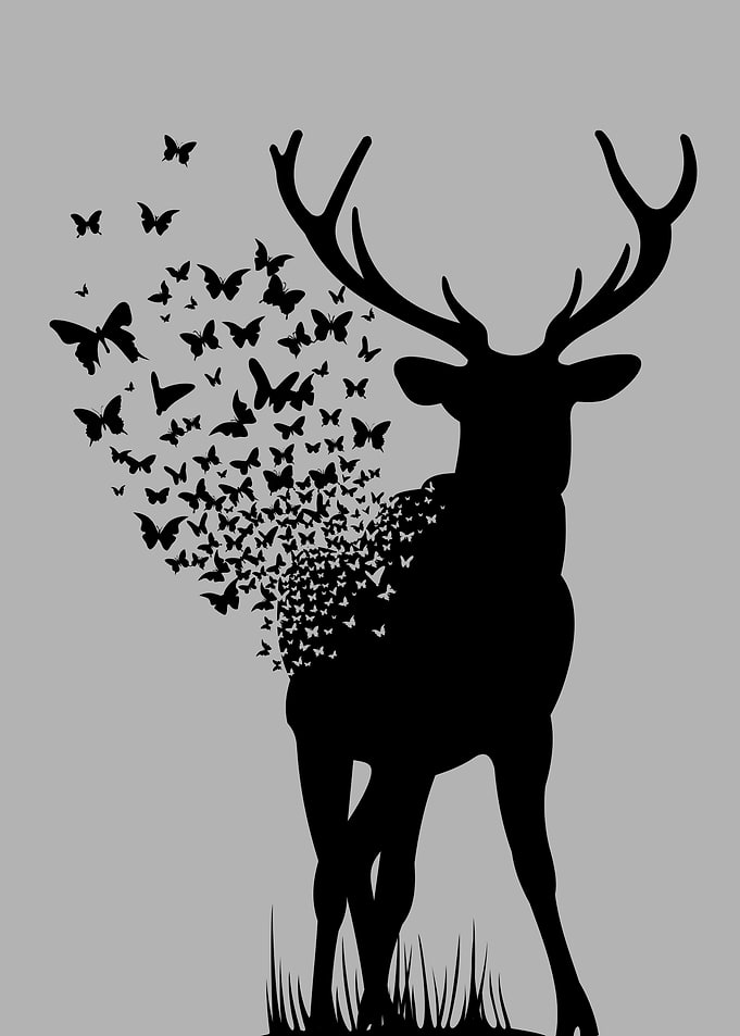Deer 4