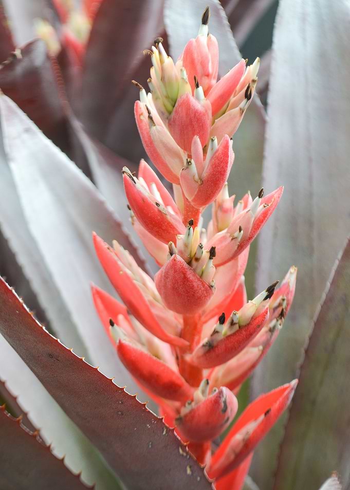 Succulent 2