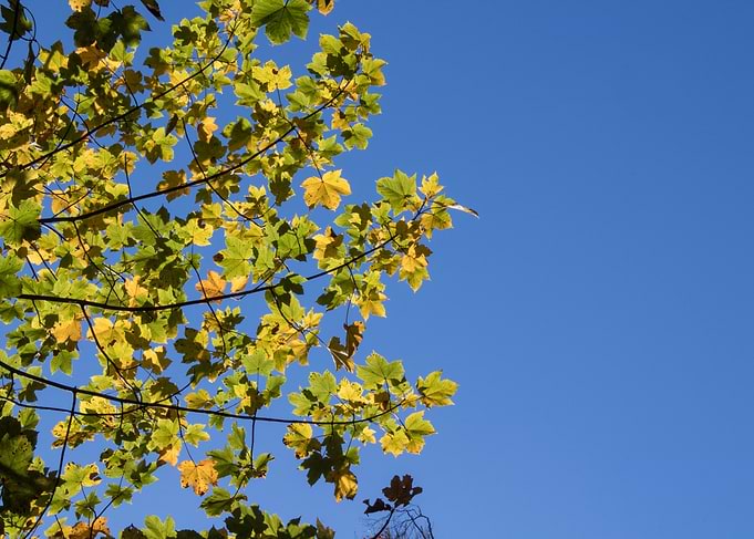 Autumnal Leaves