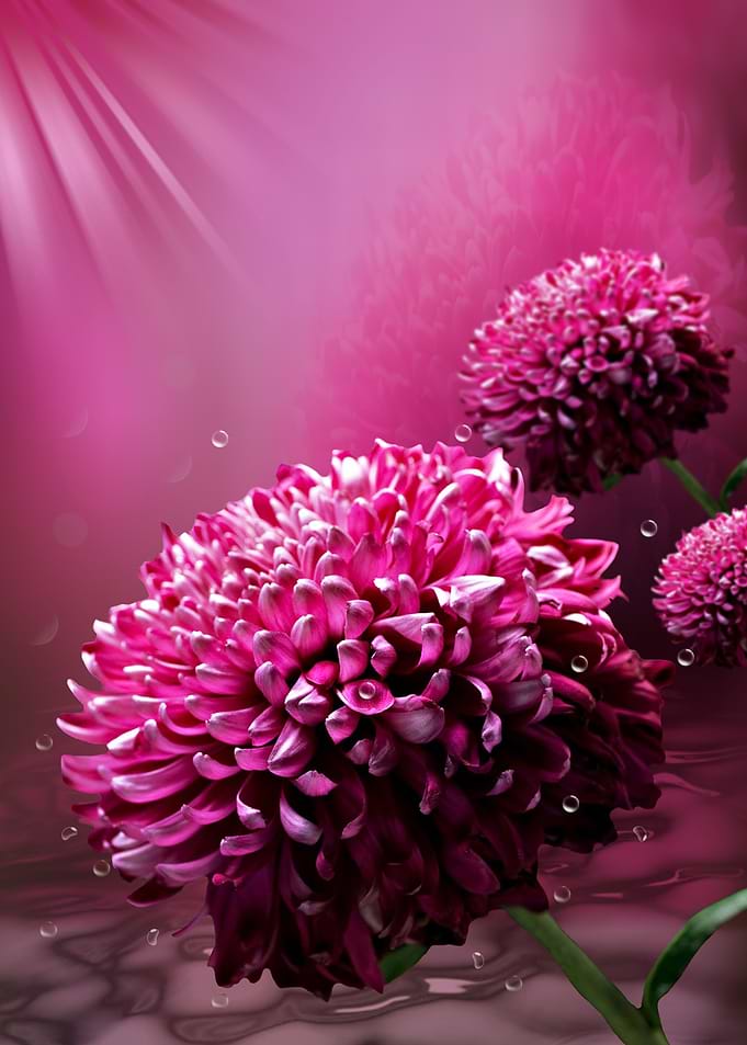 Majestic Flowers