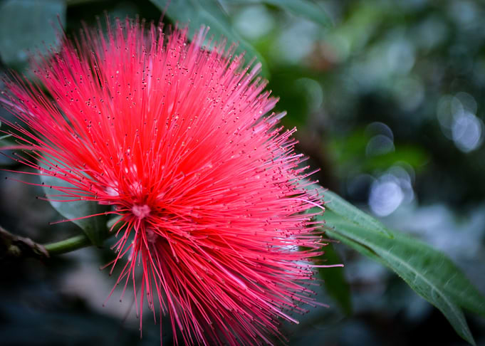 Mimosa