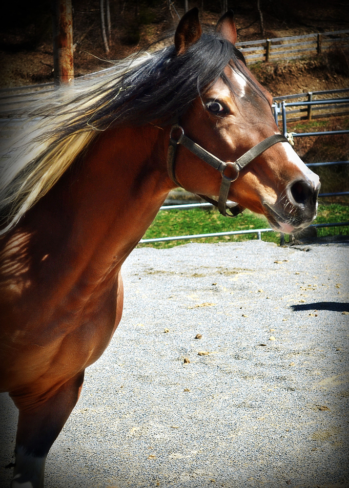 Horse Portrait 3