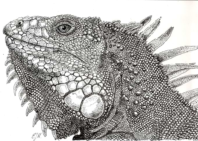 Iguana