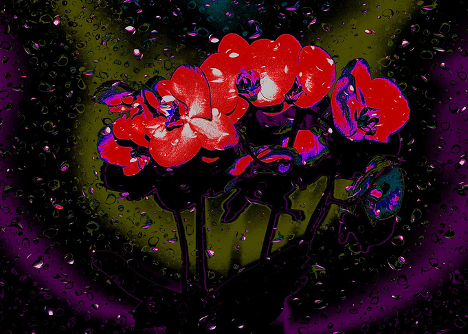 orchid4