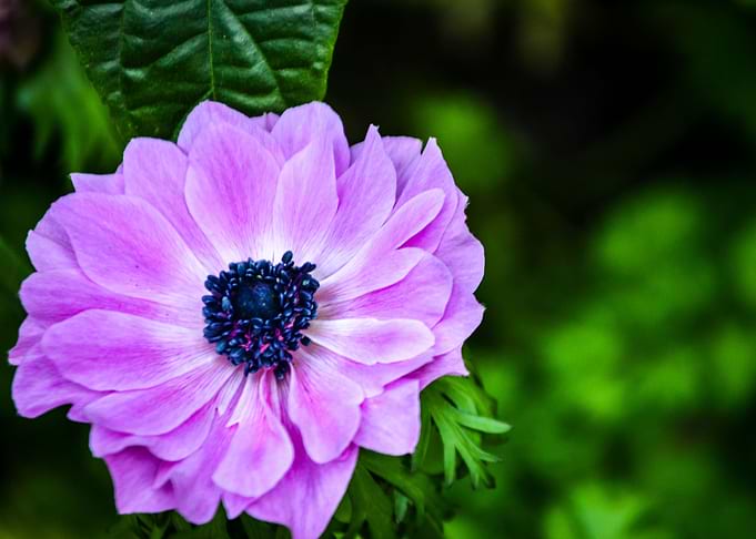Purple Flower