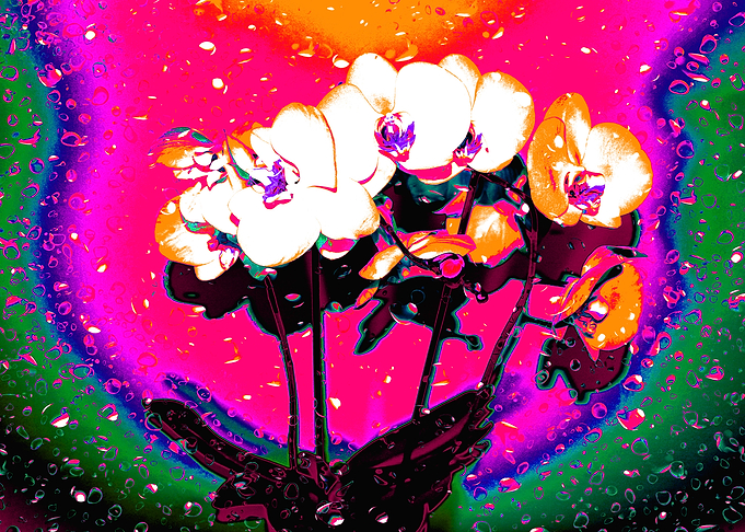 orchid2