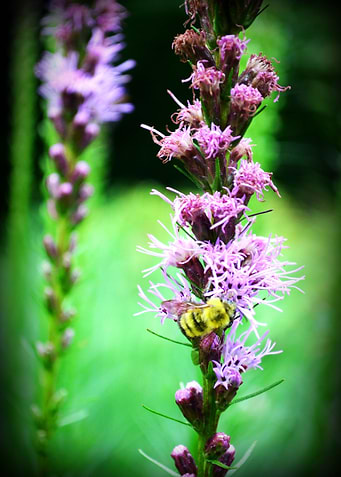 Bee on Flower 2