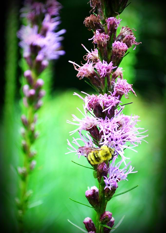 Bee on Flower 2