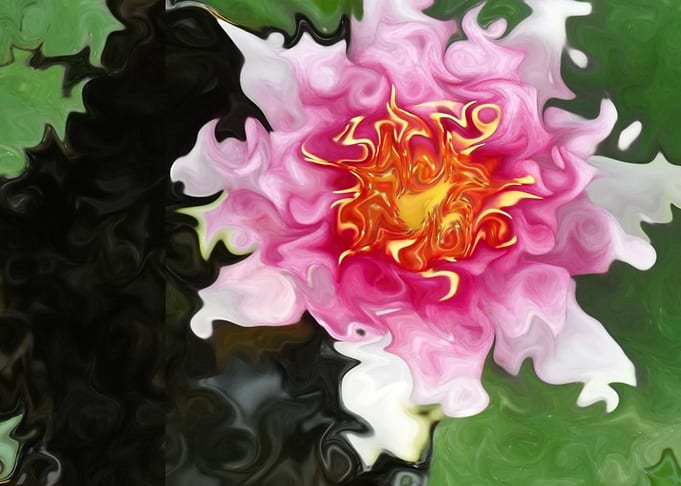 Pink Waterlily Swirls
