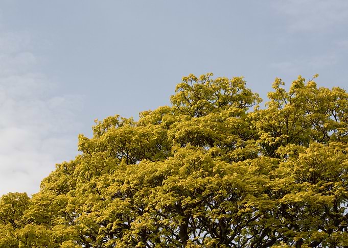 Golden Summer Leaves