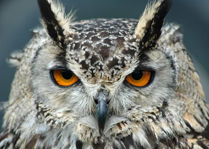 Bengal Eagle Owl