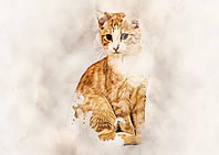 Cat in Sepia Effect