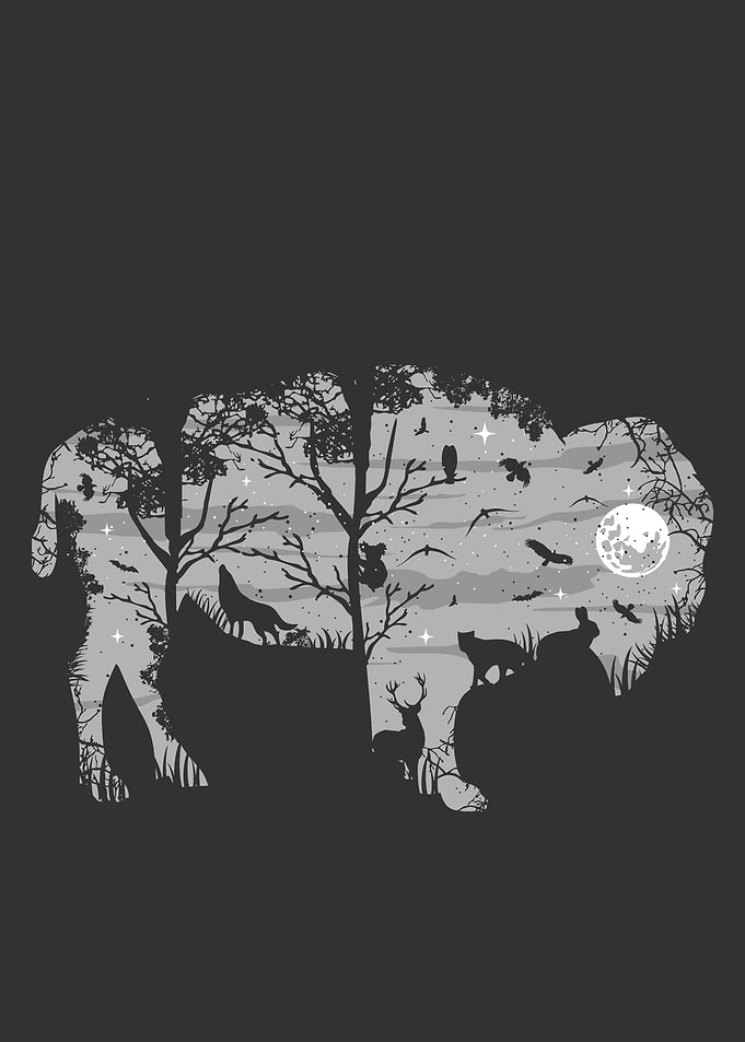 Wild Bison