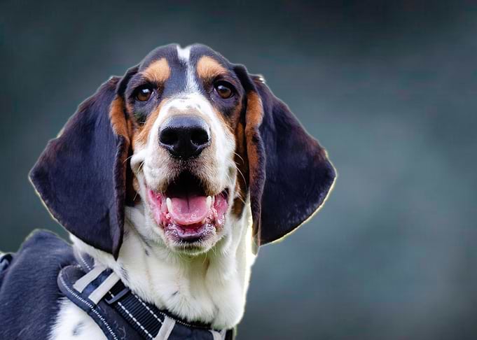 Basset Hound Smile