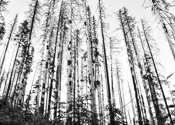 woods