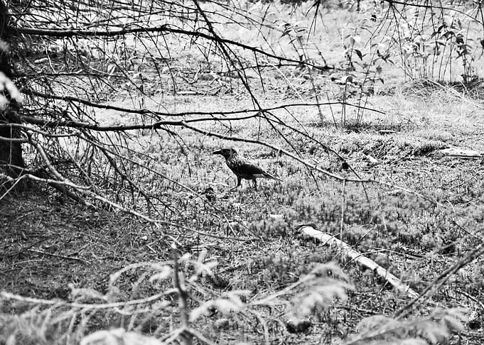 bird
