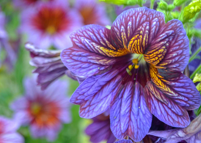 Vivid Flower