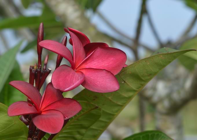 Red Frangipani